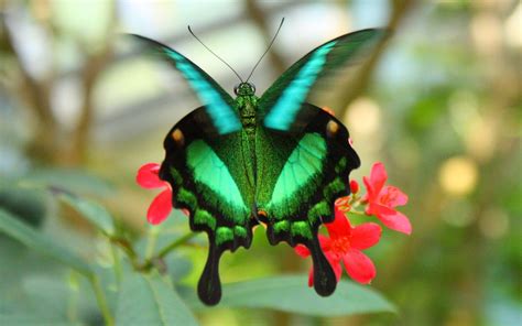 Butterfly Is One Of The Most Beautiful Creations There Are About