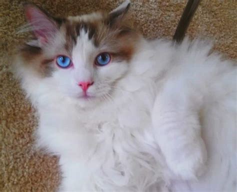 Seal Point Ragdoll Cats Mitted Colorpoint Bicolor Lynx Seal Ragdolls