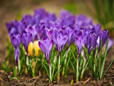 Keyword For How Long Do Crocus Take To Grow