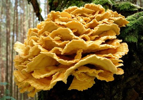 Chasing The Chicken Of The Woods Facts Identification And Recipes