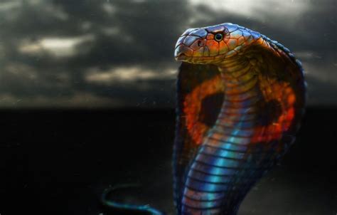 Cobras Wallpapers Wallpaper Cave