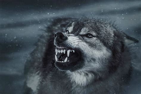 7920 Best Angry Wolf Images Stock Photos And Vectors Adobe Stock