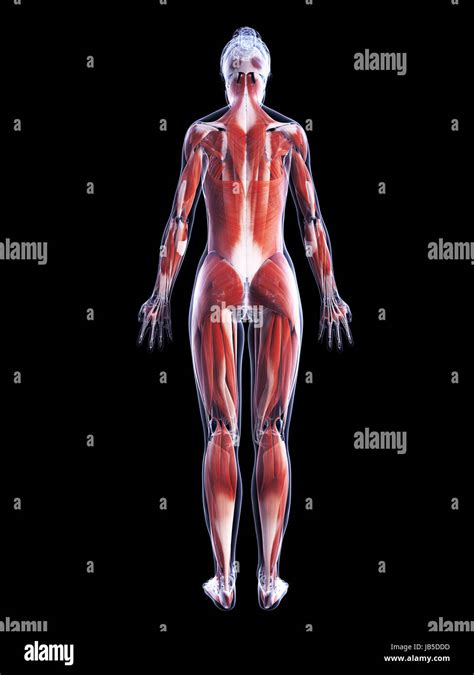 D Rendered Illustration Of The Female Muscle System Stock Photo Alamy
