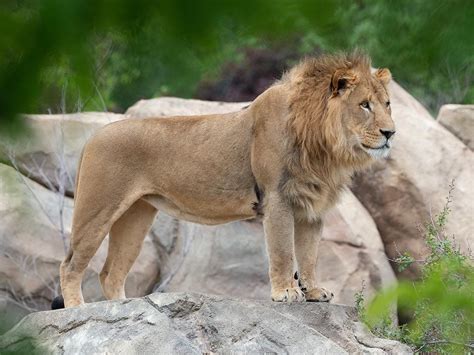 African Lion Denver Zoo