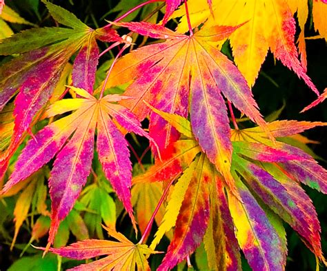Why Do Leaves Change Color In Fall Iflscience