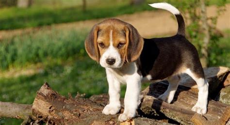 Learn how to housebreak a puppy in 6 days for free. How Much To Feed Beagle Puppy | 4 Week - 6 Week - 8 Week