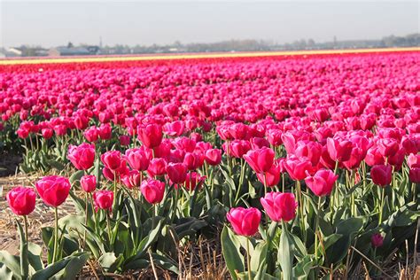 How To Visit The Tulip Fields In The Netherlands Without The Crowds