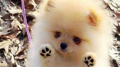 Cutest Pomeranian Puppies Compilation Youtube