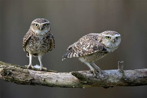 Burrowing Owls Athene Cunicularia Photograph By Gert Hilbink Pixels