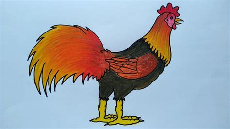 Belajar Menggambar Dan Mewarnai Ayam Cara Menggambar Ayam Jago Youtube