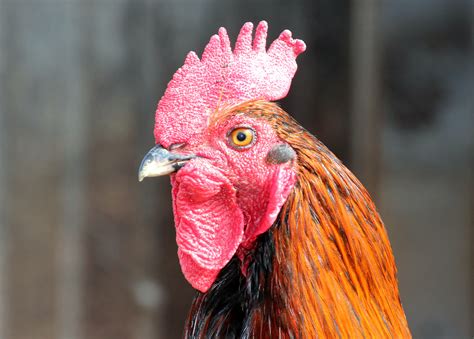 Free photo: Macro Rooster - Animal, Bird, Farm - Free Download - Jooinn