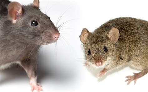 les différences entre rat et souris solution nuisible hot sex picture