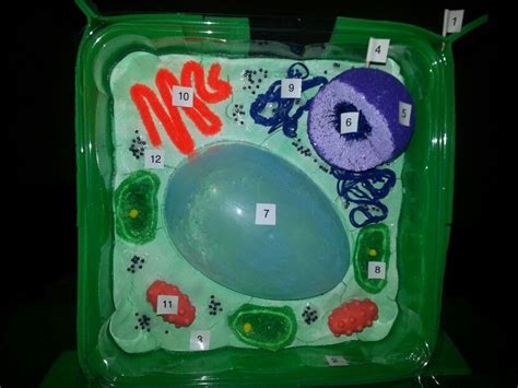 We did not find results for: Plant Cell model | Cells project, Plant cell project ...