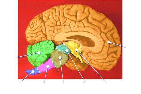 Filehuman Brain Midsagittal Cut Colorpng Wikimedia Commons