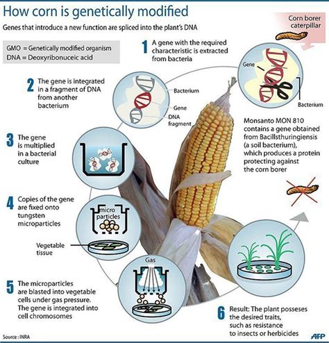 Start off with finger foods that break up easily in their mouth and are long enough for them to grip. GMO Food information that you will not find in mainstream ...