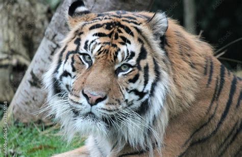 Obraz Tiger Sumatran Tiger Panthera Tigris Sumatrae Is A Rare Tiger
