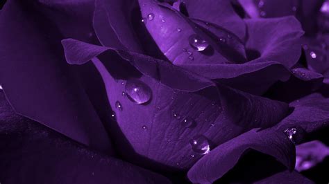 Closeup View Of Dark Rose Flower Petals With Water Drops Hd Purple