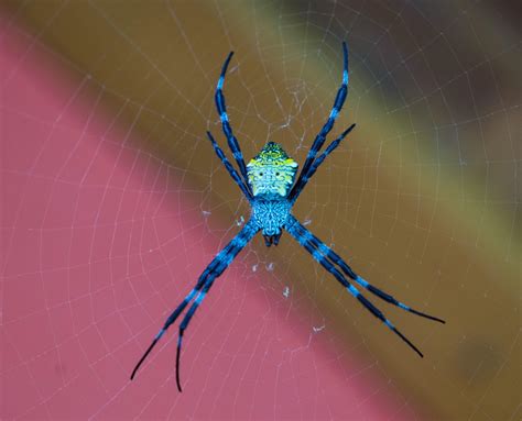 Can Someone Identify This Spider Seen At Philippines Looks Like