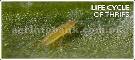 Thrips Life Cycle Koppert There Are A Lot Webcast Picture Galleries