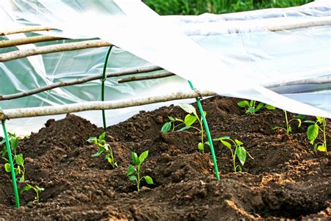 The goal of covering the plants is to trap warm air under the canopy. Protecting Your Garden From Frost: How to Prevent Frost ...