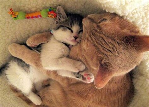 Mommy Is Holding Her Baby And Guarding Her As She Sleeps Cute Cats