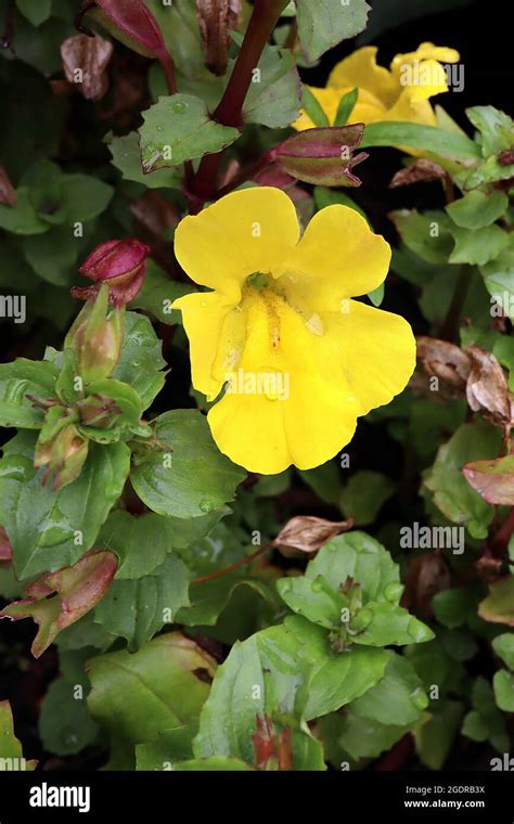 Mimulus Luteus Erythranthe Lutea Yellow Monkeyflower Yellow Funnel