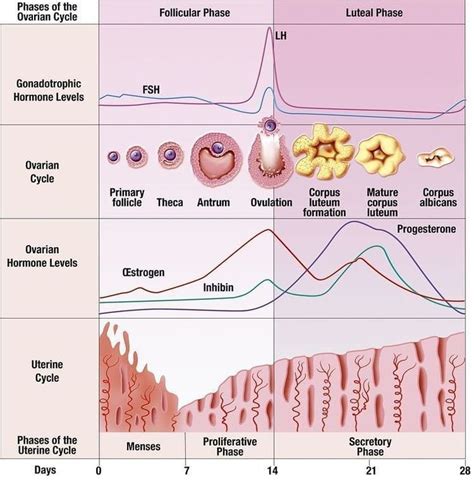 medical guidelines ⚚ on instagram “ the menstrual cycle the menstrual cycle is the regular na