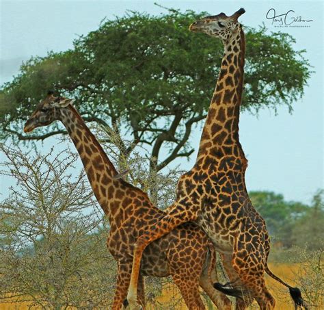 Mating Giraffes On The Plains Of The Serengetitanzaniaeast Africa