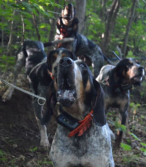 Pin On Hounds And Hunting Dogs Bluetick Coonhounds Bear Hunting