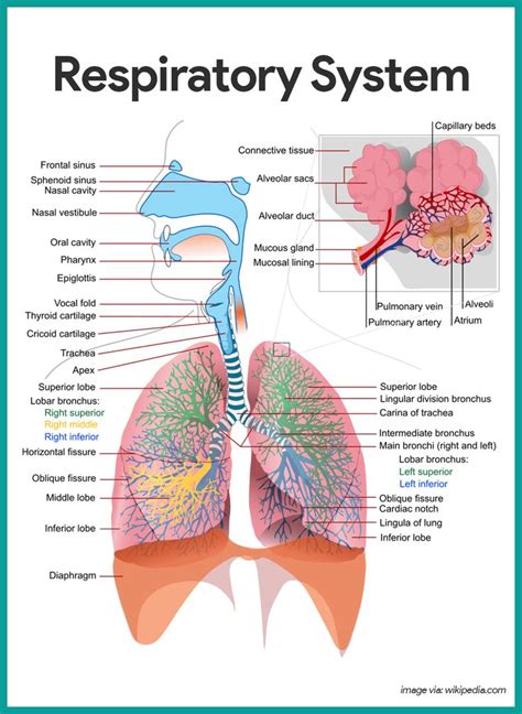 Respiratory System Anatomy And Physiology Human Respiratory System