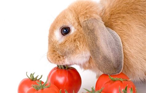 The Best Treats For Rabbits