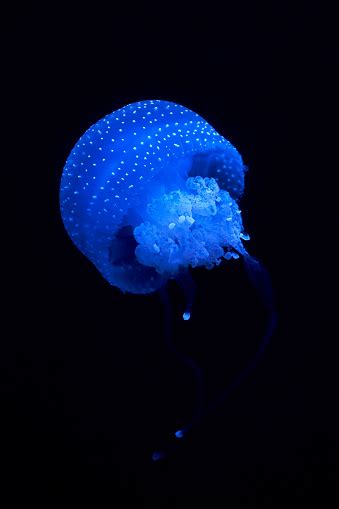 Blue Luminescence Of Jellyfish Floating In The Dark Depths Of The Sea