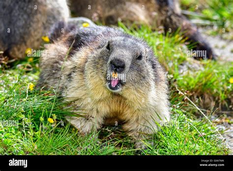 Alpine Marmot Stock Photo Royalty Free Image 119468851 Alamy