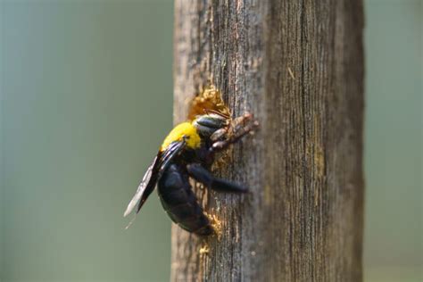 Stop Carpenter Bees From Damaging Your Va Home My Pest Pros