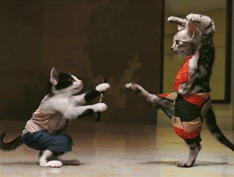 Goo.gl/8jzskx ►thanks for watching ! Cat Funny Videos: Amazing Cats Kung Fu Fight (Cats ...