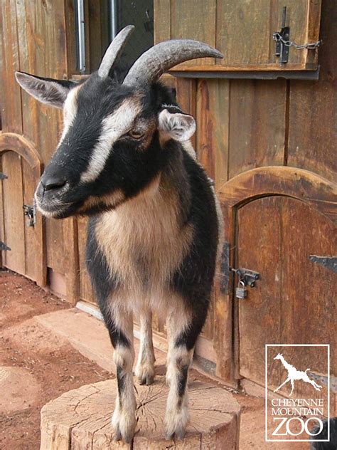 Nigerian dwarf goats are domesticated, having been raised ...