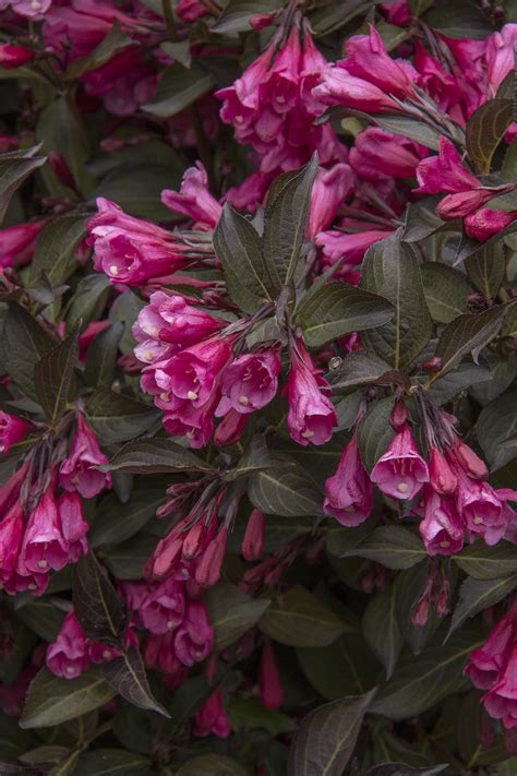 Rosé wine is made from red grapes left in contact with their skins for a brief amount of time. Wine & Roses® Weigela - Monrovia - Wine & Roses® Weigela