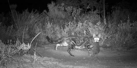 Feral Cats How Australias Poison Sausages Kill Cats But Not Other