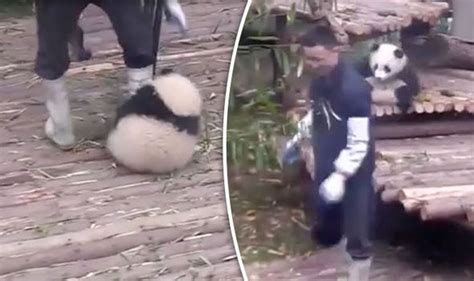 Dont Leave Me Baby Panda Clings To Its Keeper In Adorable Footage