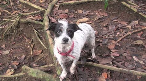 Little Dog Attacked By Crocodile Youtube