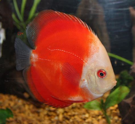 Discus Fish For Sale Nj Discus For Sale Absolutely Fish Nj Red Melon