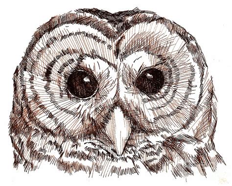 Sepia Pen And Ink Owl Drawing Drawing By Heather Davis Pixels