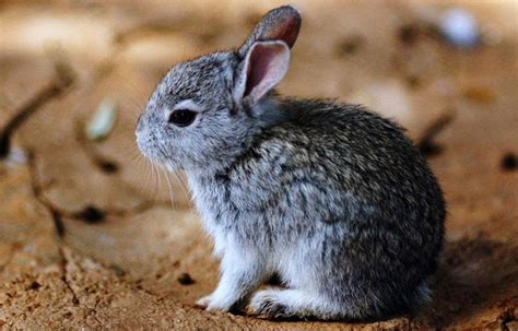 Volcano Rabbit Declared Extinct Due To Lost Habitat