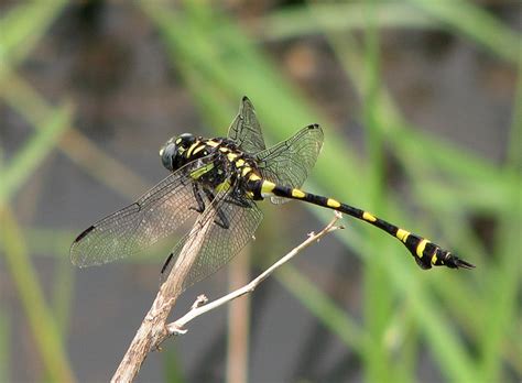Larvae grow to about 1/2 inch long. 2989026454_a4d216c964_z.jpg?zz=1