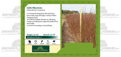 Little Bluestem Johnsons Nursery Kb
