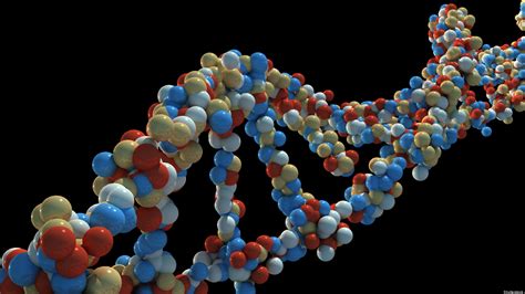 Junk Dna Not Needed For Healthy Organism Gene Study Suggests