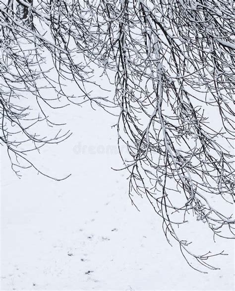 Fairytale Fluffy Snow Covered Trees Branches Nature Scenery With White