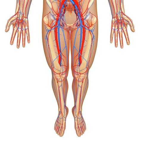 Lower Body Anatomy Photograph By Pixologicstudio Science Photo Library