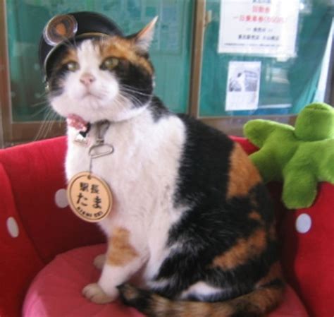 18 Japanese Calico Cat Paling Baru