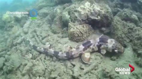 Scientists Discover New Species Of Walking Sharks YouTube